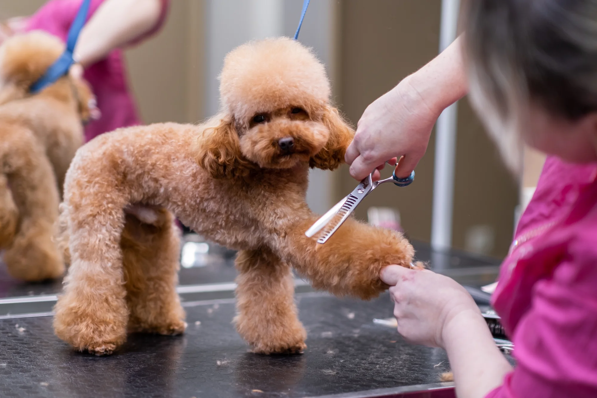Poodle tıraş ve bakım