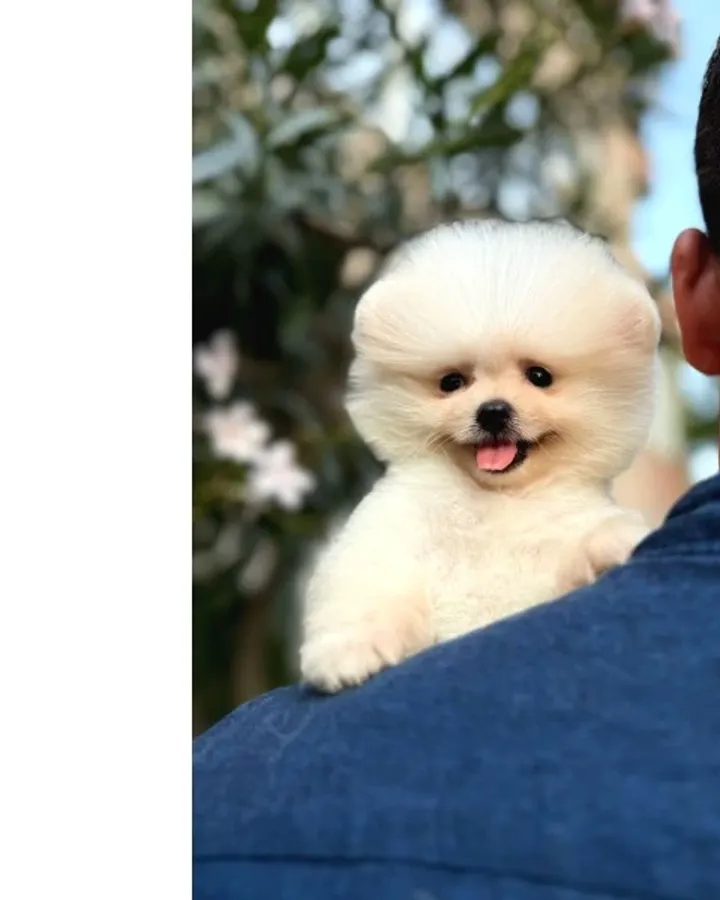 Ailenizin neşesi boo köpek