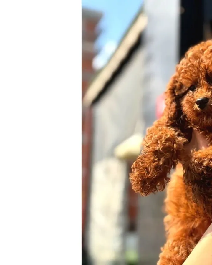 Ailenizin Yeni Üyesi Toy Poodle Yavrular