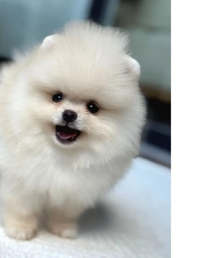 Ayı Surat Pomeranian Yavrular