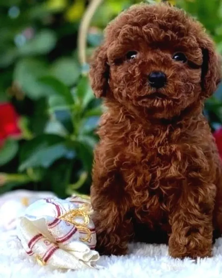 Başka Güzellikte Toy Poodle Yavrular
