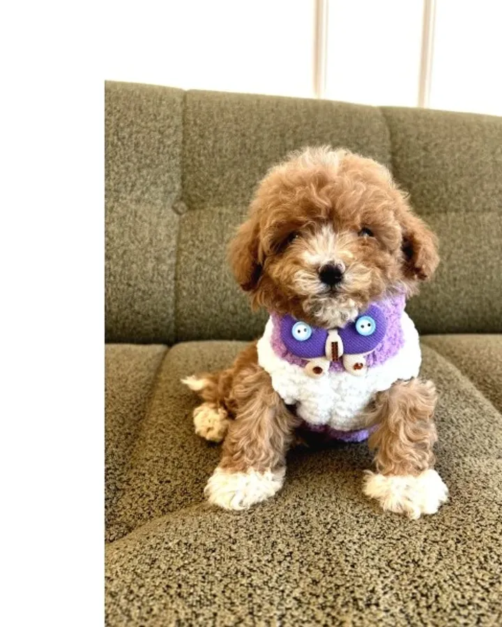 Birbirinden Güzel Maltipoo Yavrular