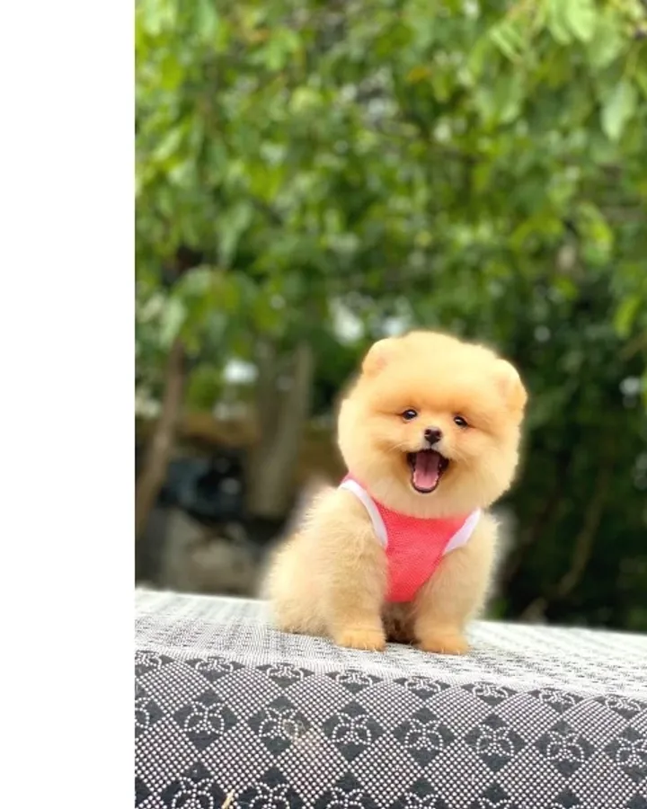 Birbirinden tatlı Pomeranian yavrularımız