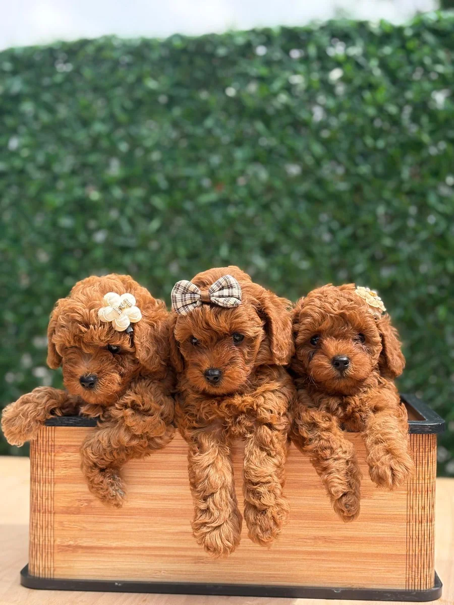 Boncuk, Ceviz ve Fıstık Toy Poodle yavrular
