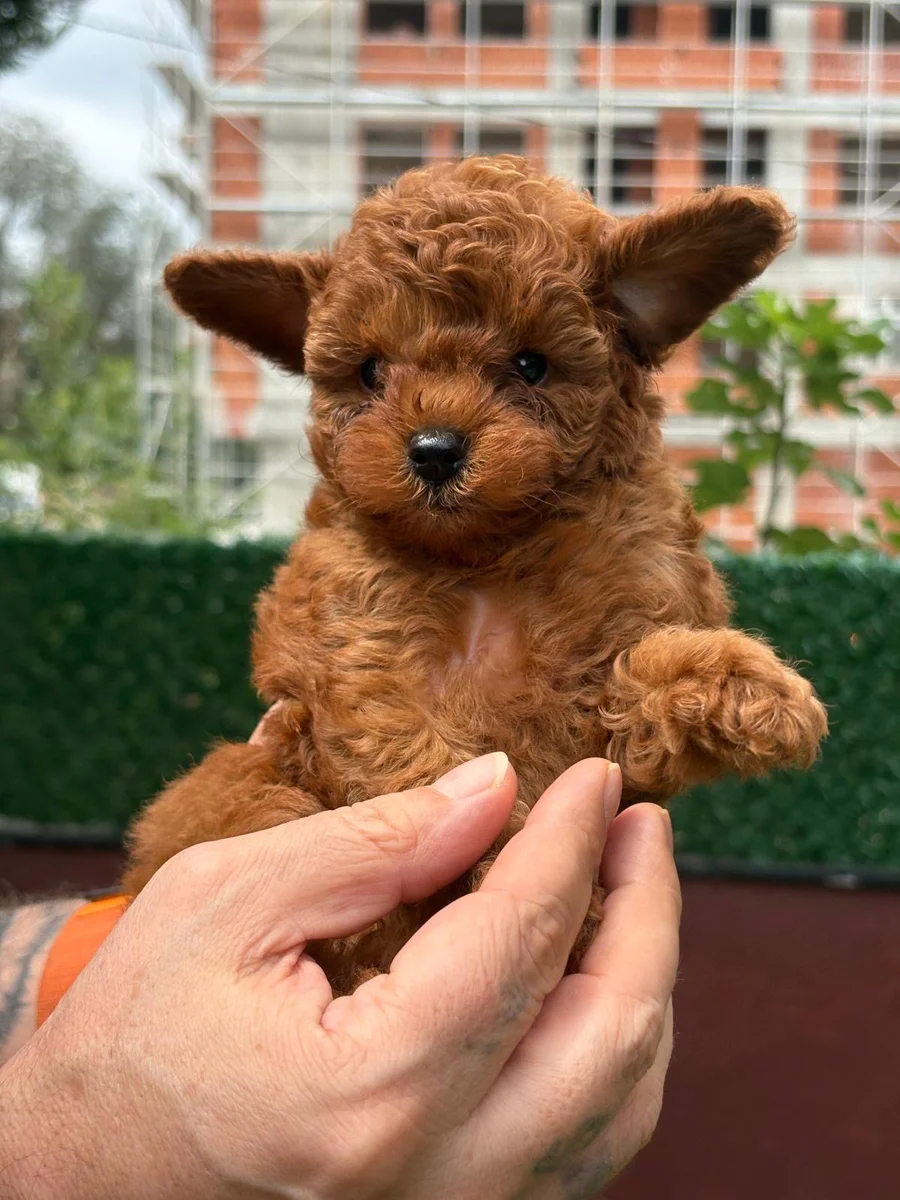 Çiko Toy Poodle yavru