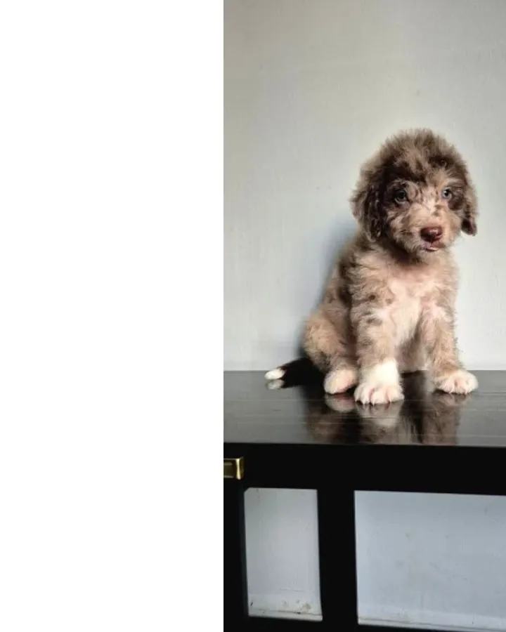 Dev Poodle Yavruları