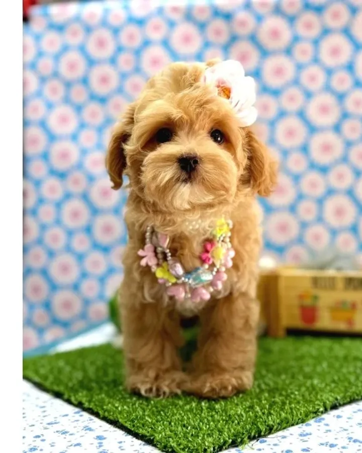 En tatlı Maltipoo yavrularımız ✨