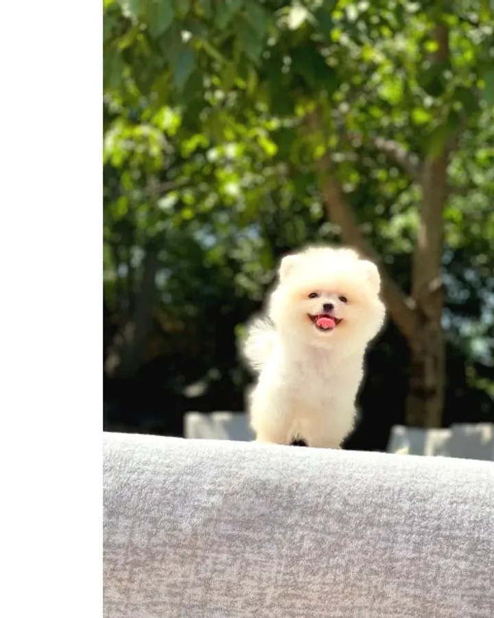 En Tatlı ve En Güzel Pomeranian Yavrularım