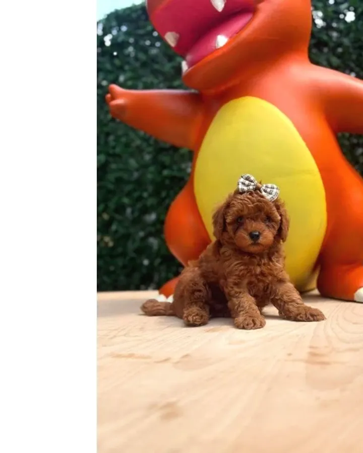 Evinizin Neşesi Olacak Toy Poodle Yavrular