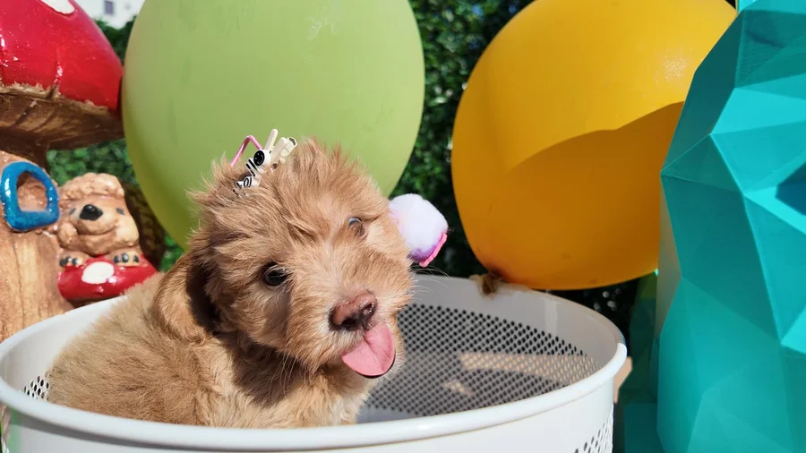 Fındık Toy Poodle yavru