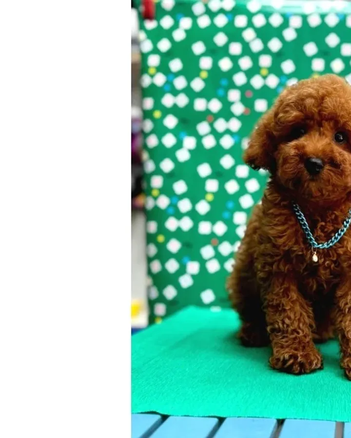 Irk Garantili Toy Poodle Yavrular