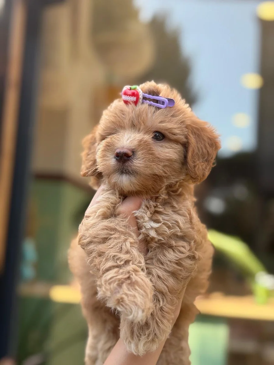 Karamel Toy Poodle yavru