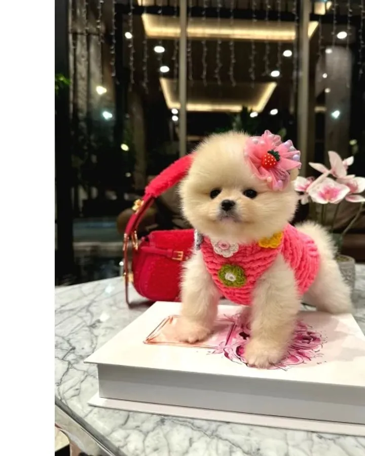 Karbeyaz boo