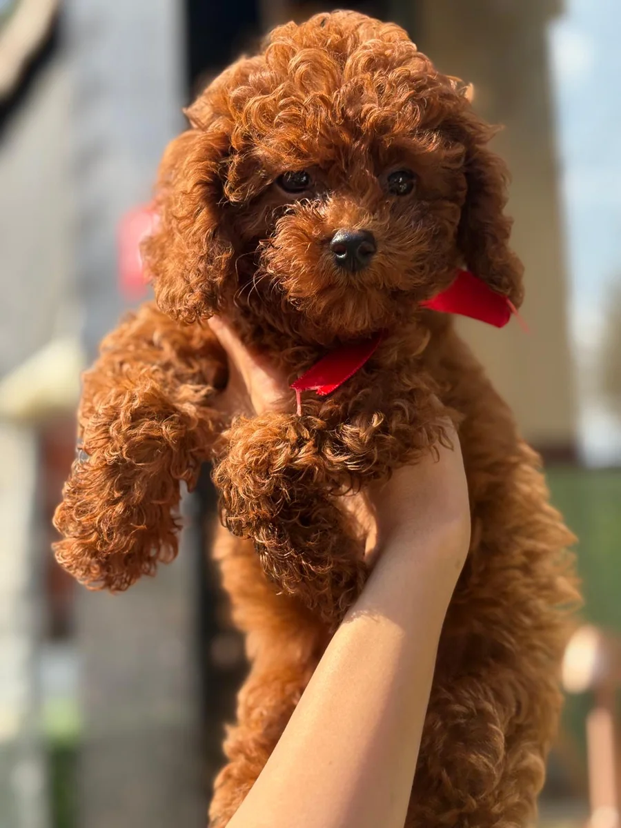 Kiraz Toy Poodle yavru