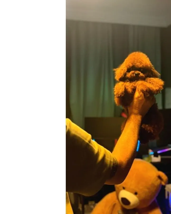 Kore Kan Poodle Bebekler