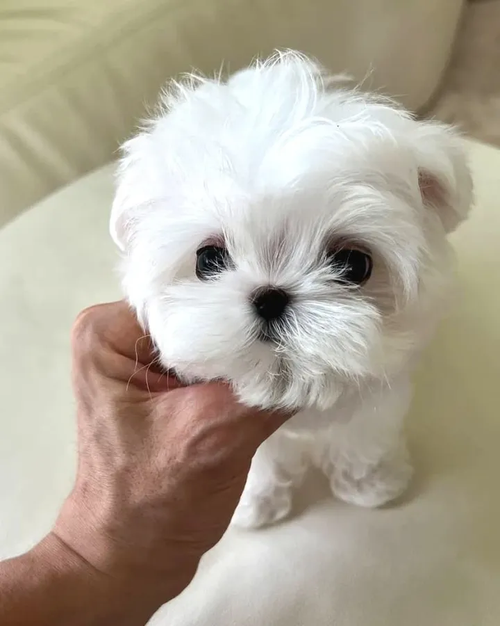 Kore Maltese