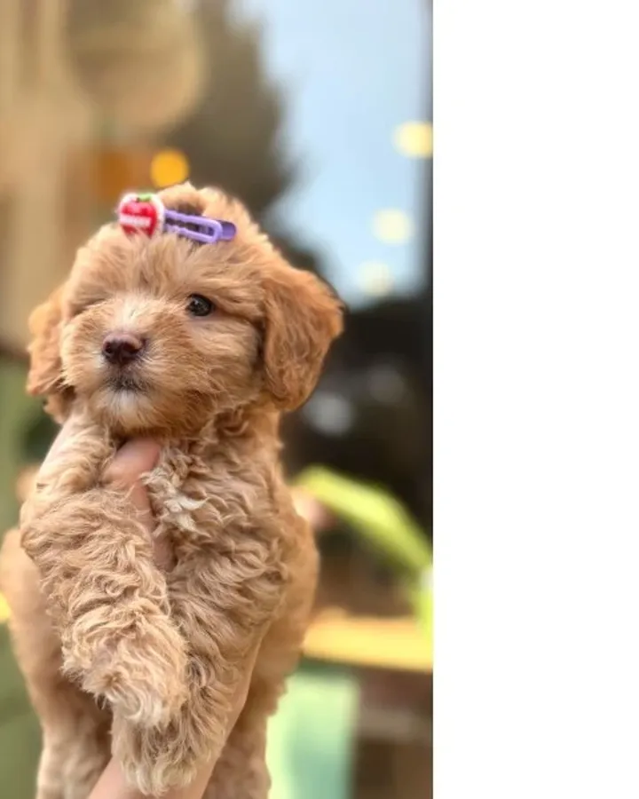 Küçük Irk Maltipoo Yavrular