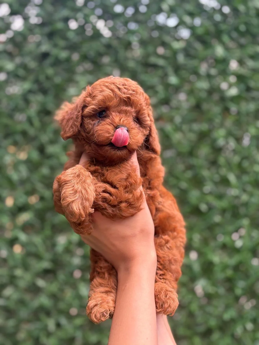 Latte Toy Poodle yavru