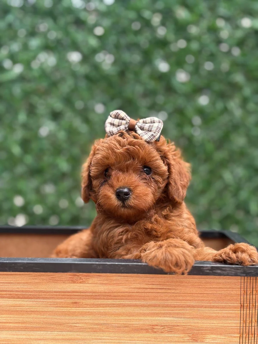 Leydi Toy Poodle yavru