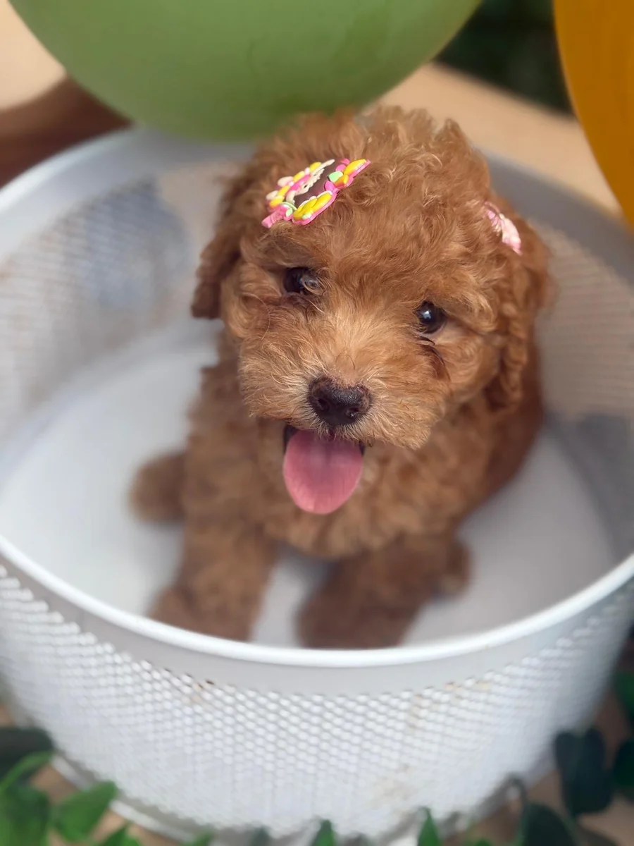 Lokum Toy Poodle yavru