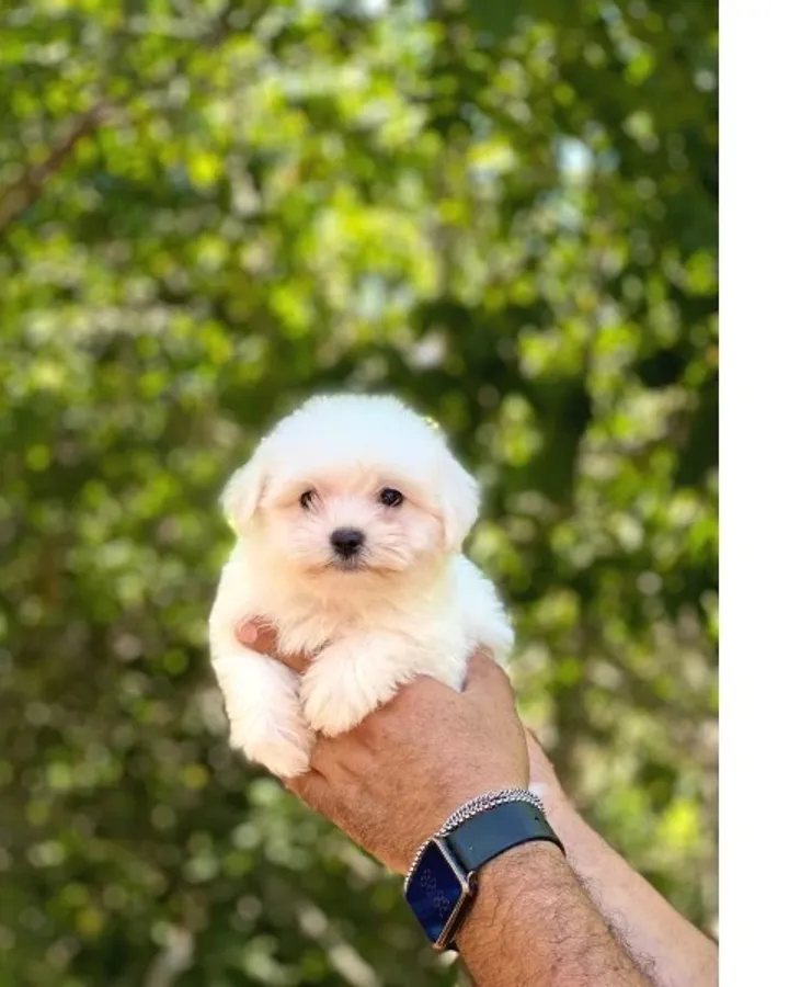 Maltese Terrier Yavruları