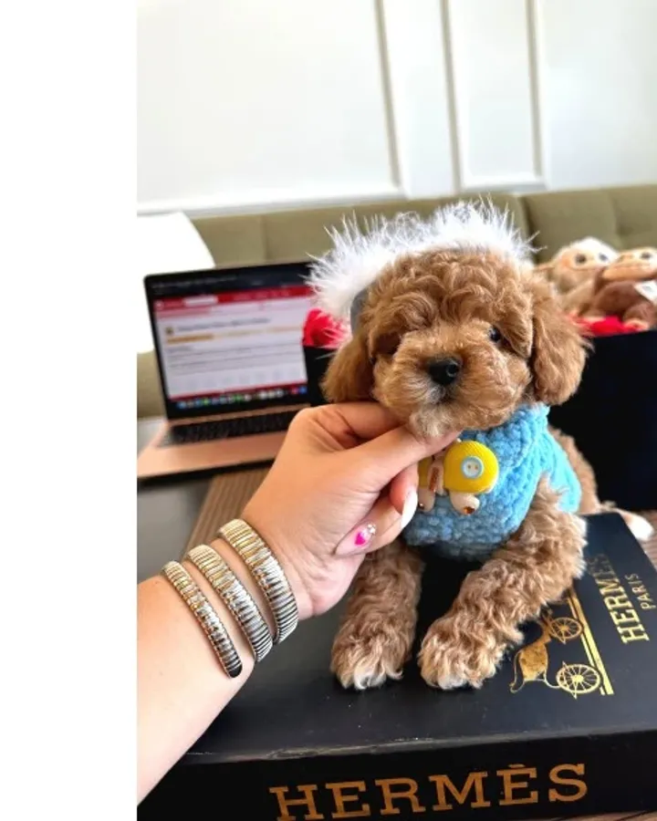 Maltipoo Bebeklerimiz Yeni Evlerine Hazır