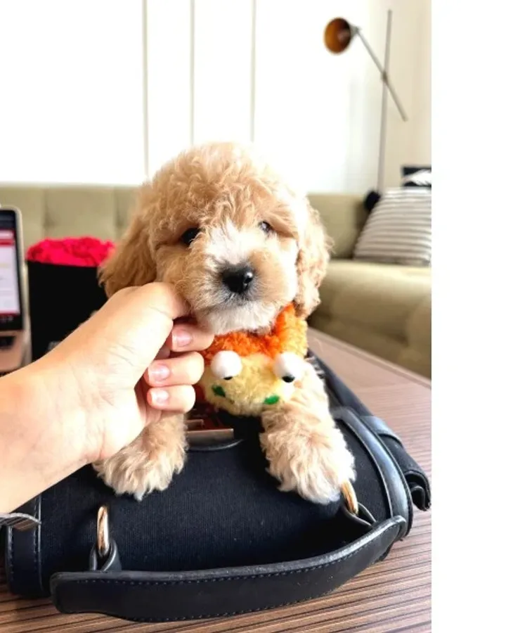 Maltipoo Bebeklerimiz