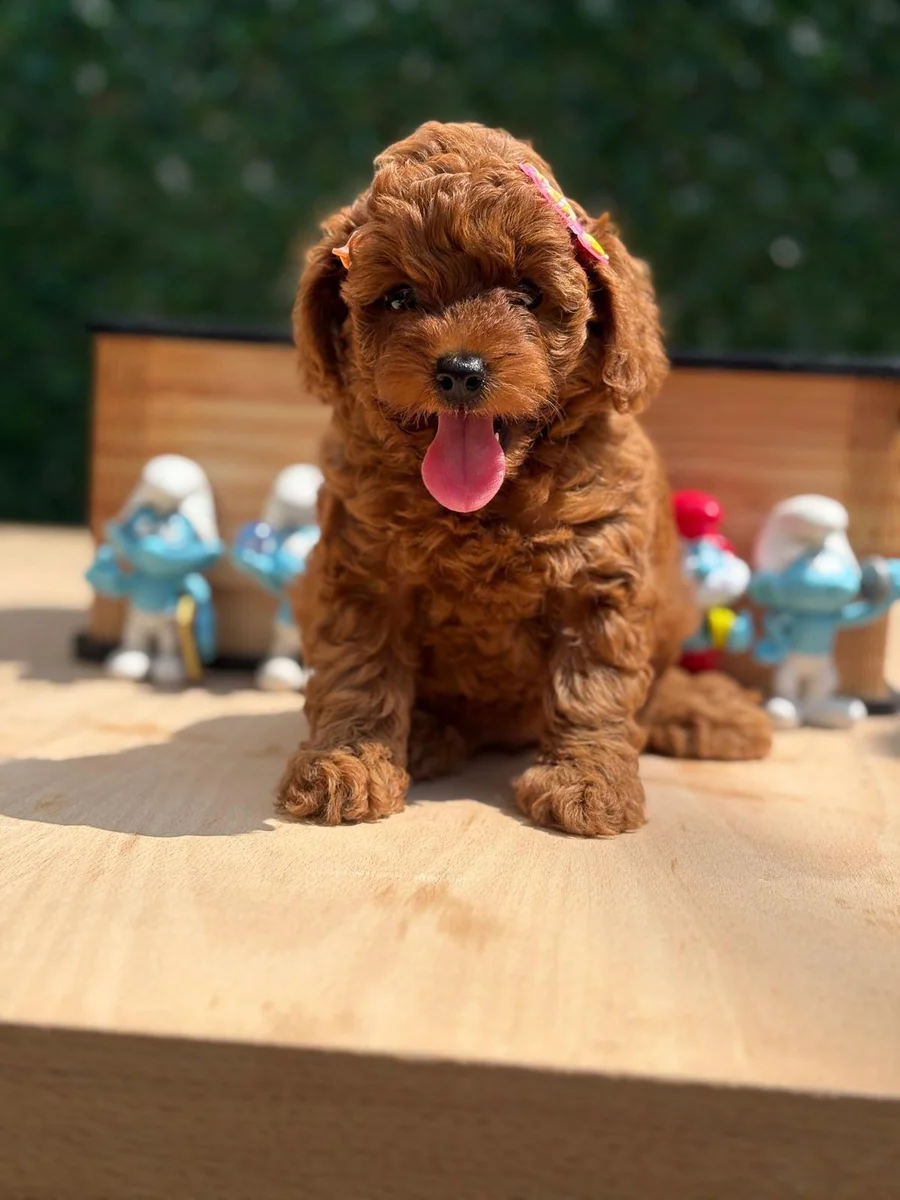 Maya Toy Poodle yavru