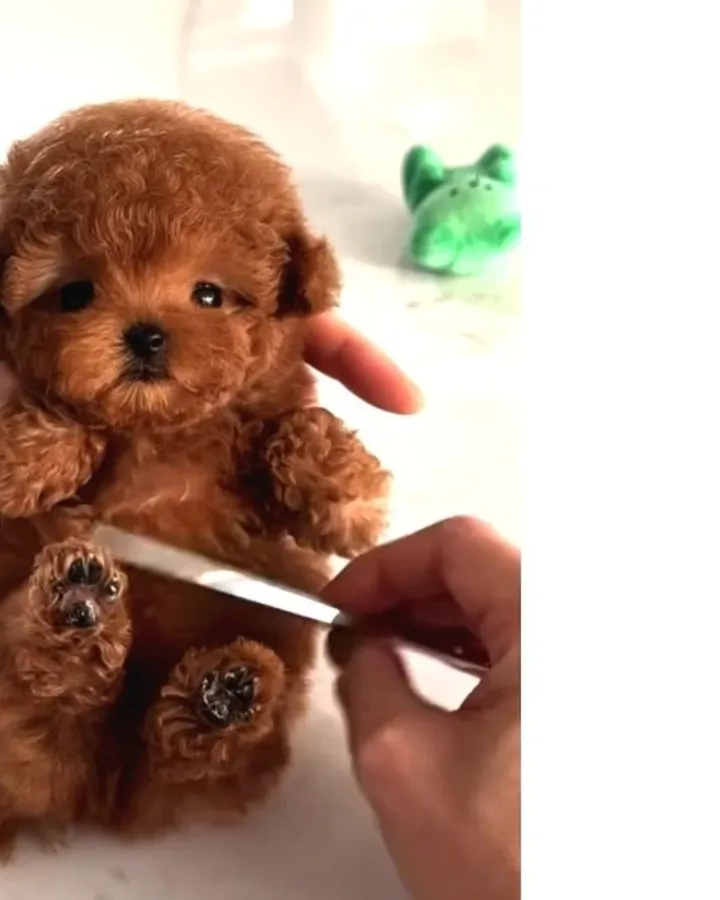 Mini Poodle