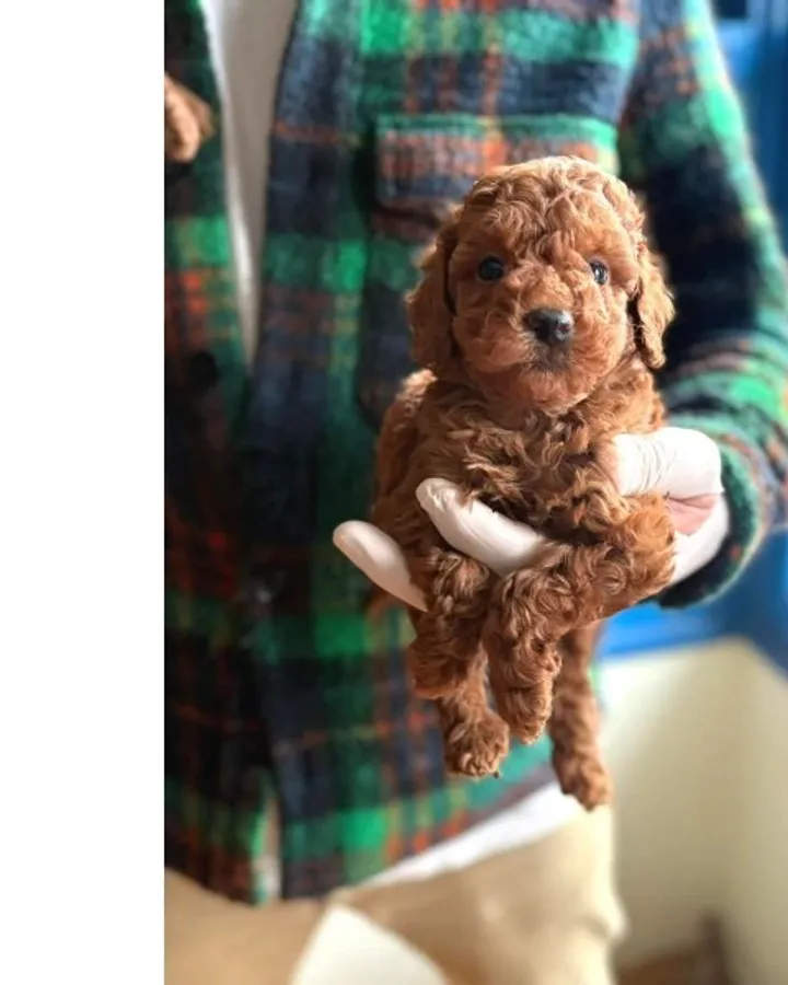 Minik Poodle Yavrularımız