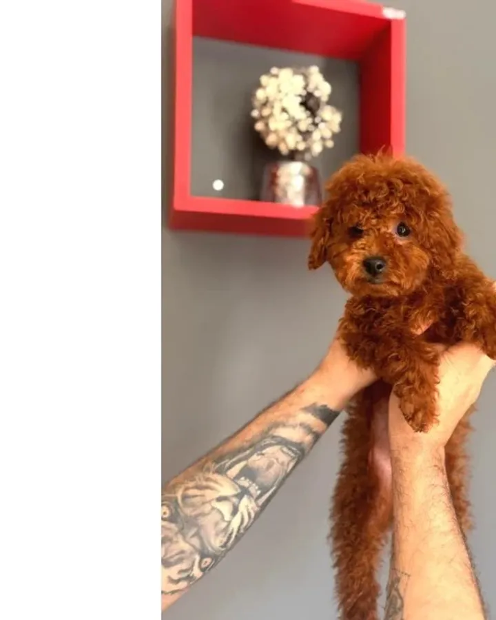 Minik Yapılı Oyuncu Toy Poodle Yavrular