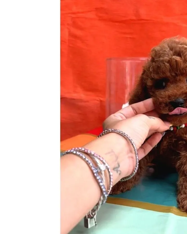 Orjinal En Özel Poodle Bebeklerimiz
