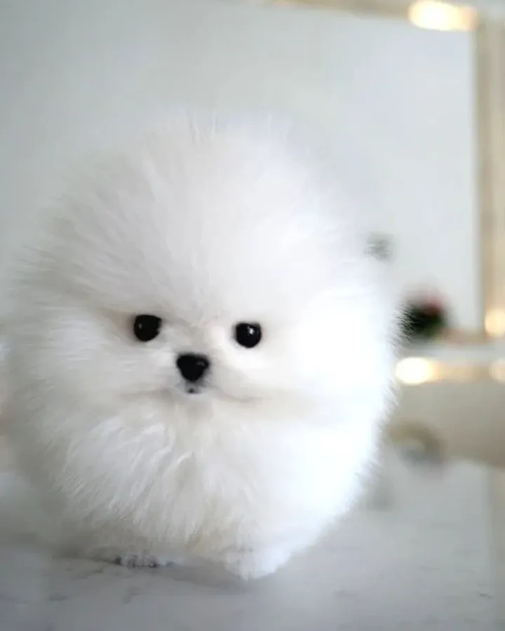 Orjinal Kore Kan Pomeranian