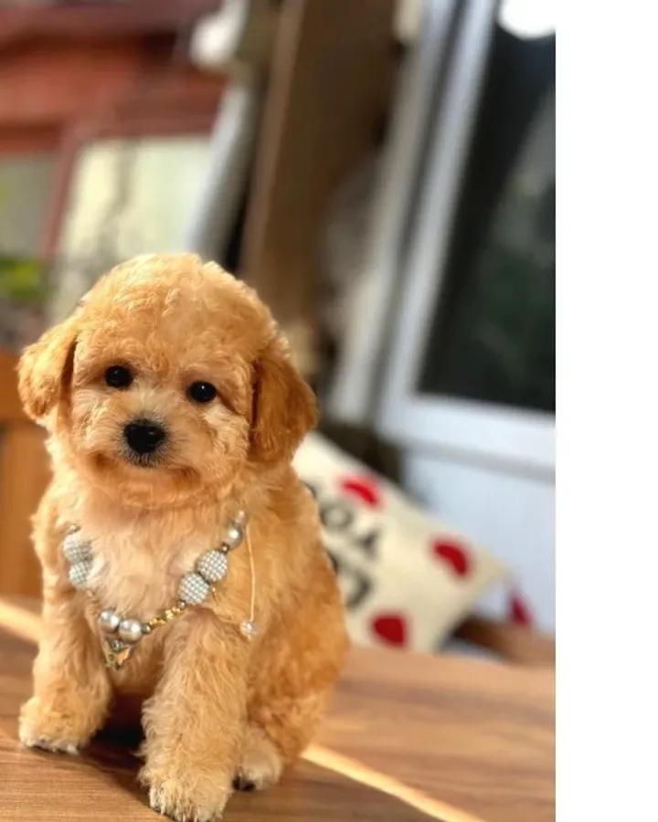 Orjinal Maltipoo Bebeklerimiz