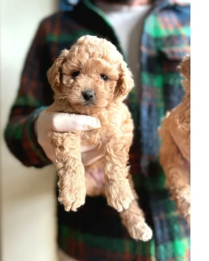 Orjinal Maltipoo Yavrular