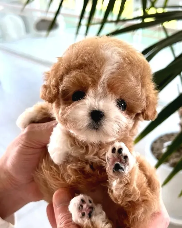 Orjinal Maltipoo