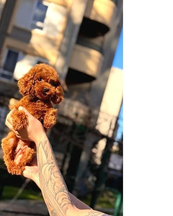 Orjinal Poodle Yavrular