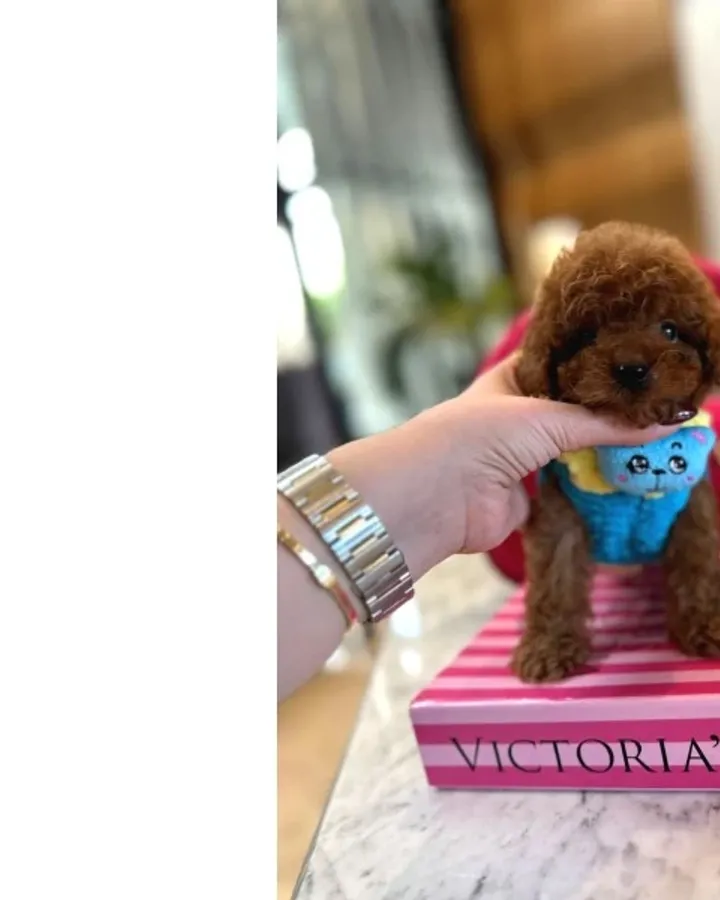 Orjinal secereli saglik ve irk garantili poodle