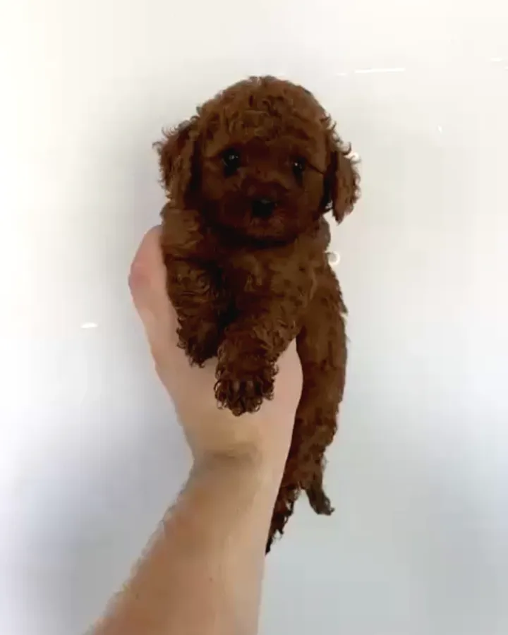Orjinal Toy Poodle Bebeğimiz