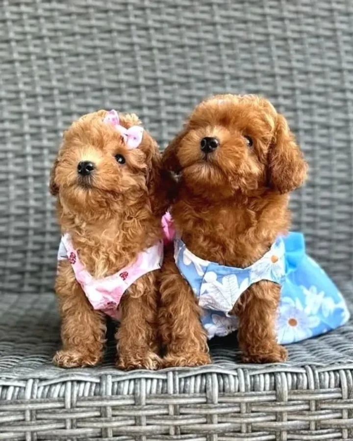 Orjinal Toy Poodle Çocuklar
