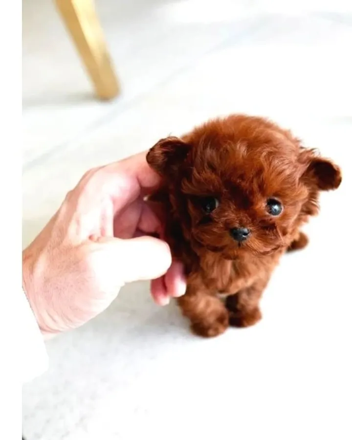 Orjinal Toy Poodle Kore Kan