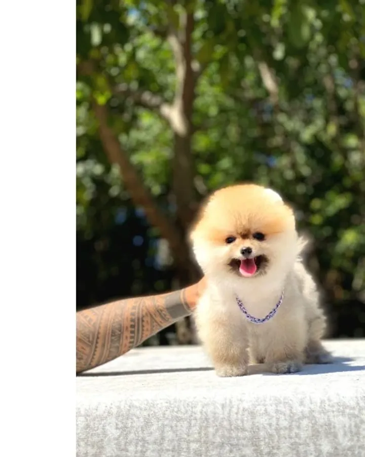 Pomeranian Yavrularımız