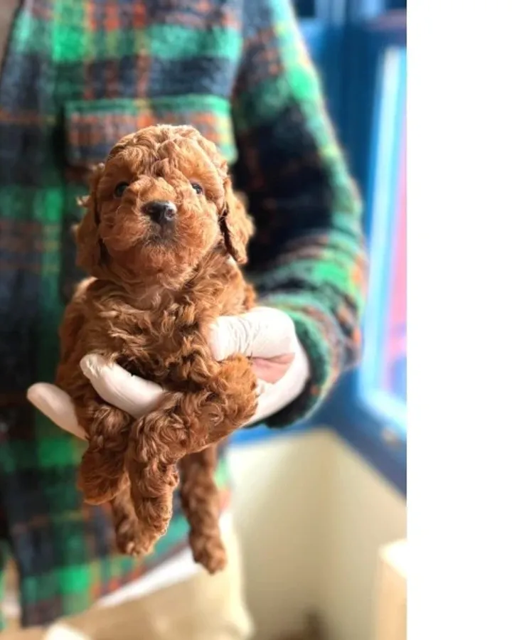 Poodle Bebeklerimiz Sizi Bekliyor