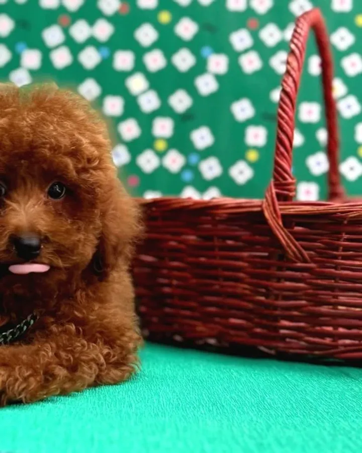 Poodle Bebeklerimiz