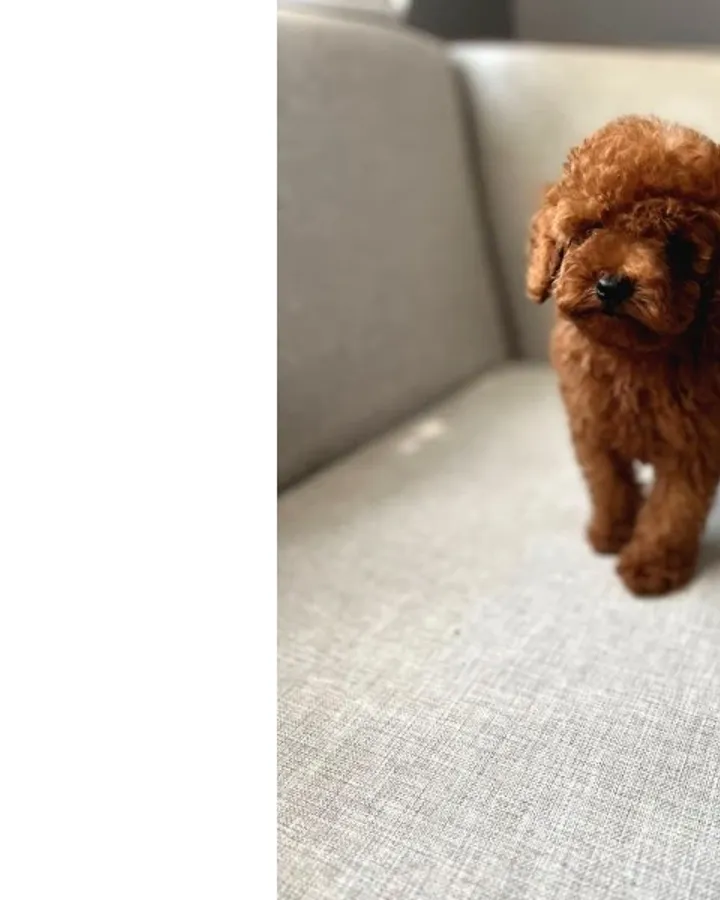 Poodle Yavrular