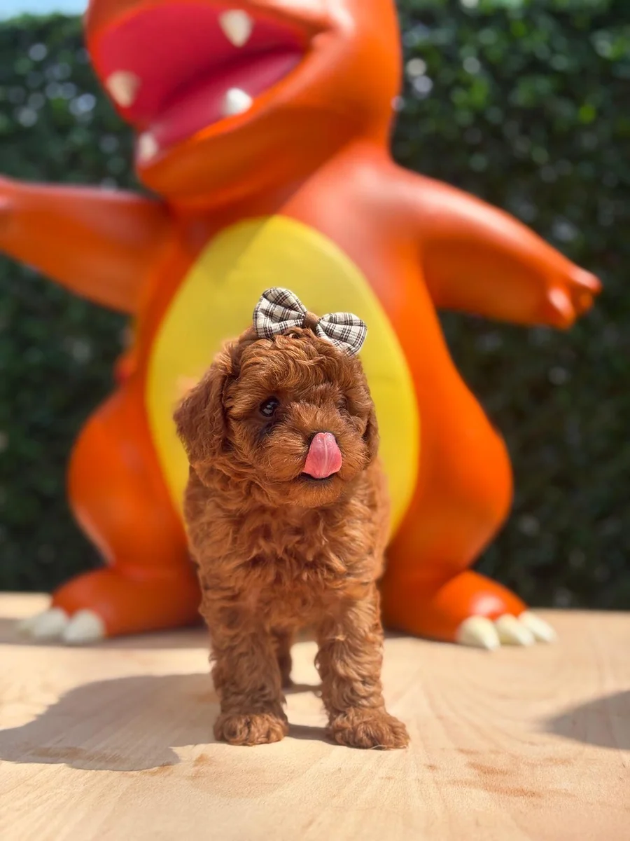 Rubi Toy Poodle yavru