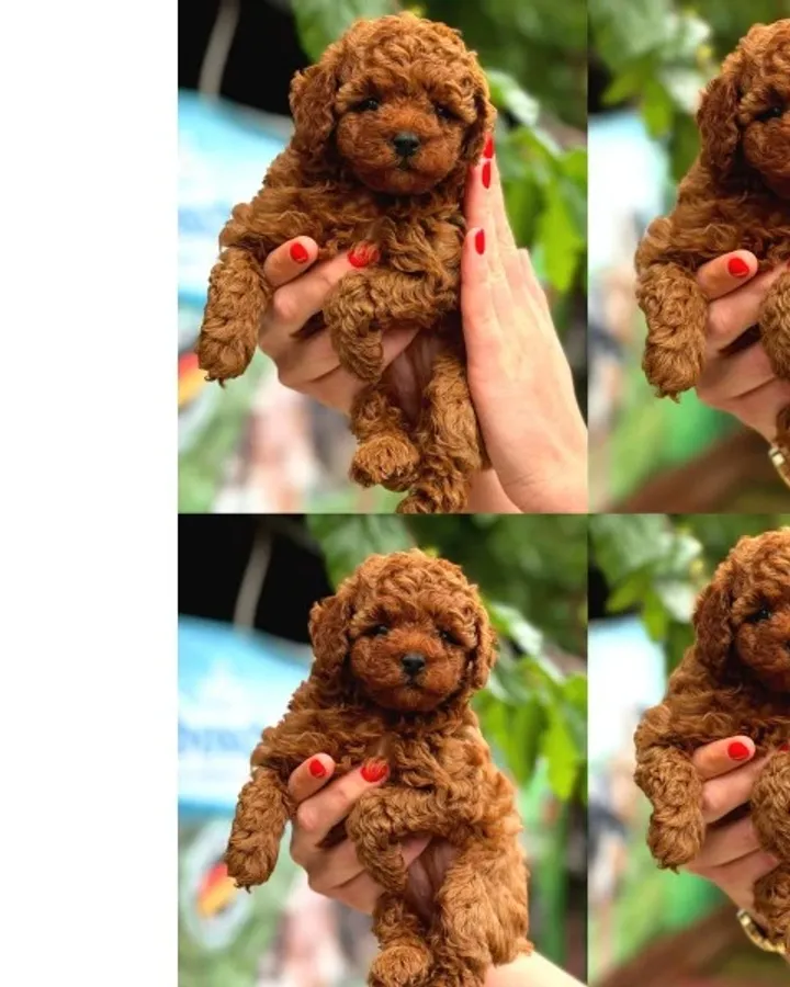 Sağlıklı ve Sevimli Toy Poodle Yavruları