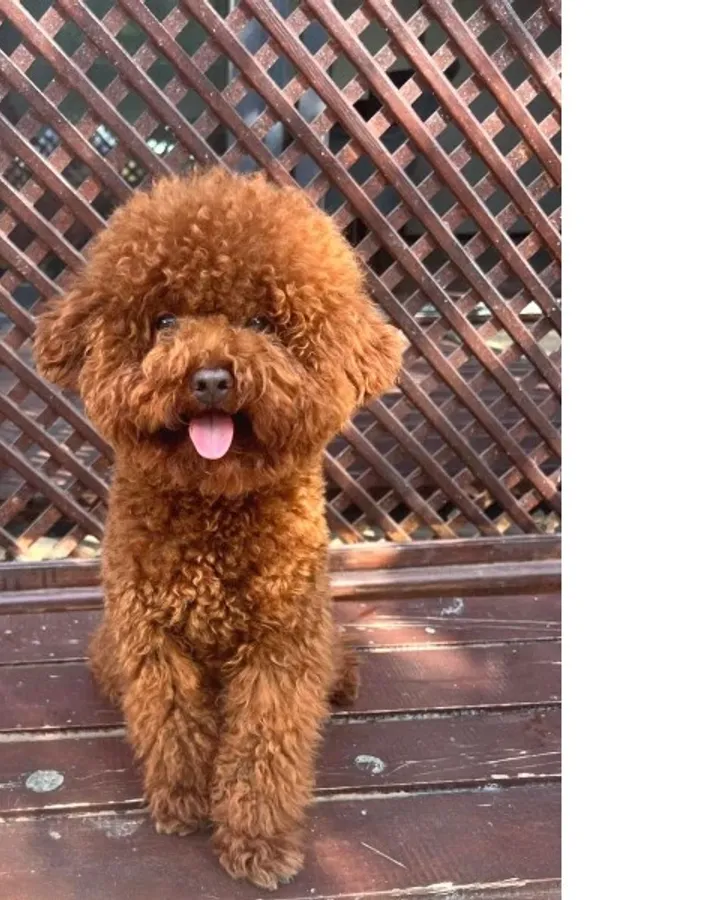 Sevimli Oyuncu Zeki ve Ev Ortamına Uygun Toy Poodle Yavrular