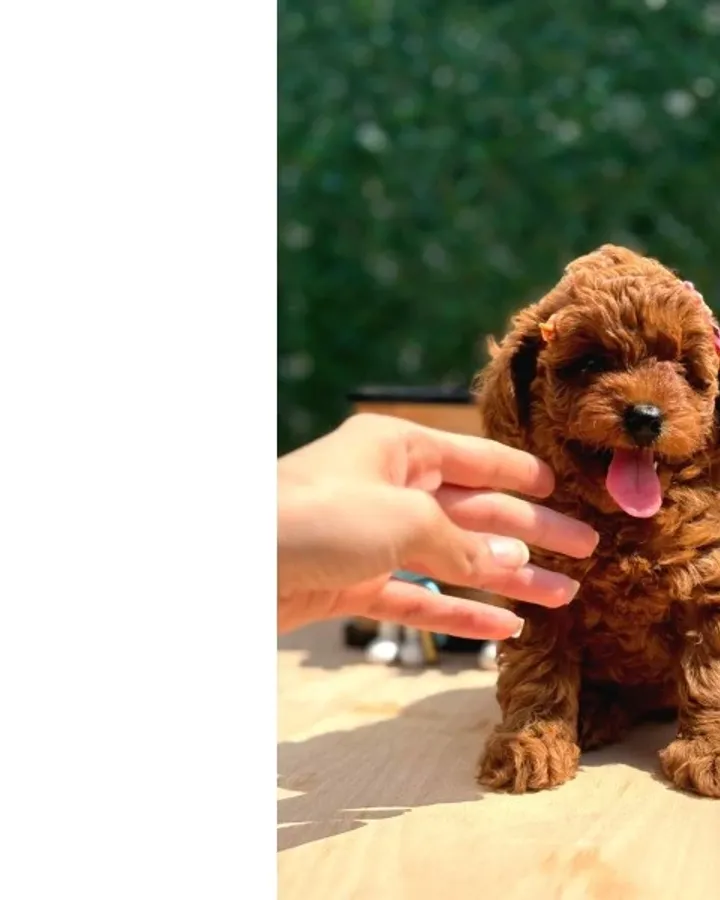 Sevimli Toy Poodle Yavrular