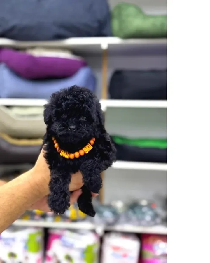 Siyah Toy Poodle Yavrular